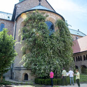 Der 1000-jährige Rosenstock an der Apsis des Hildesheimer Doms.