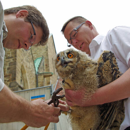 Die Hildesheimer Dom-Uhus bei der Beringung im Jahr 2014.