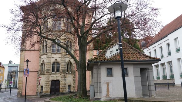 Die Rotbuche an der Einfahrt zum Hildesheimer Domhof ist abgestorben und wird in Kürze gefällt.