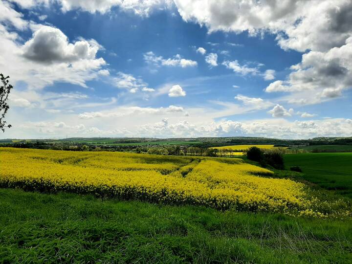 Landschaft mit Rapsfeld