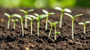 seedling, sprout, plant, growth, nature, earth, soil, green, young, life, agriculture, garden, outdoor, fresh, new, organic, fertile, tender, tiny, leaves, stem, spring, bloom, develop, nourishment, nourish, development, healthy, biodegradable, sustainable, farming, environment, closeup, macro, photo, detail, vibrant, lush, vital