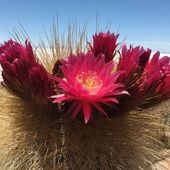 Kakteenblüte aus Bolivien.