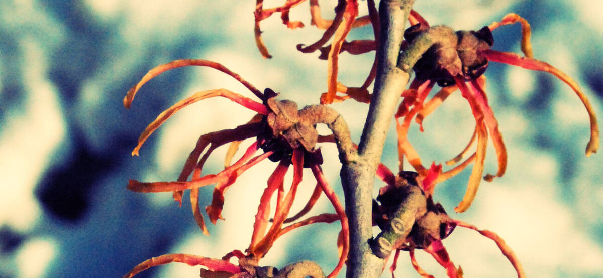Zaubernussblüte im Winter