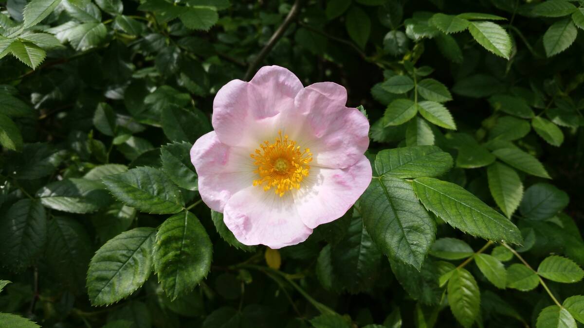 Die ersten Blüten des Jahres zeigen sich am 1000-jährigen Rosenstock an der Apsis des Hildesheimer Doms.