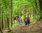 Eine Gruppe Wanderer in einem Wald