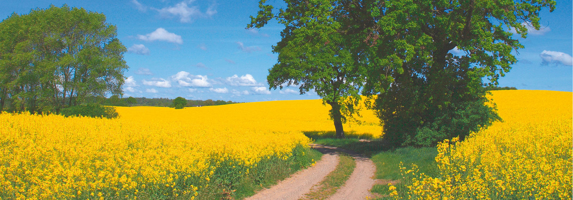 Weg, baum, Rapsfelder, Himmel, Deutschland