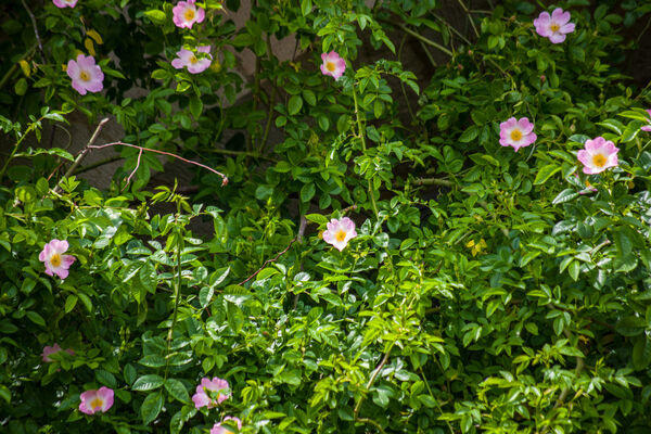 Der 1000jährige Rosenstock an der Apsis des Hildesheimer Domes trägt erste Blüten.