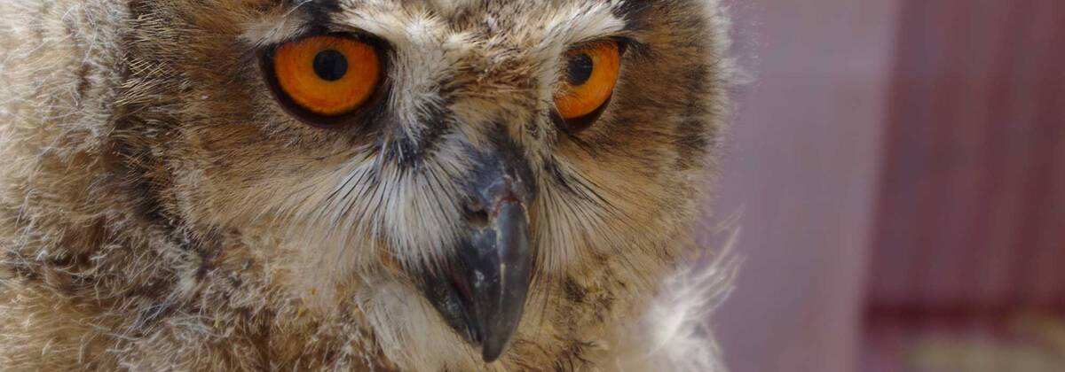 Jungvogel der Hildesheimer Dom-Uhus.