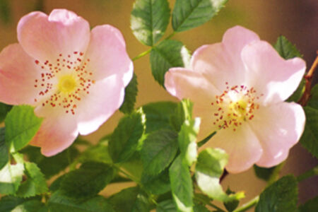 Brillenputztuch Rosenblüte
