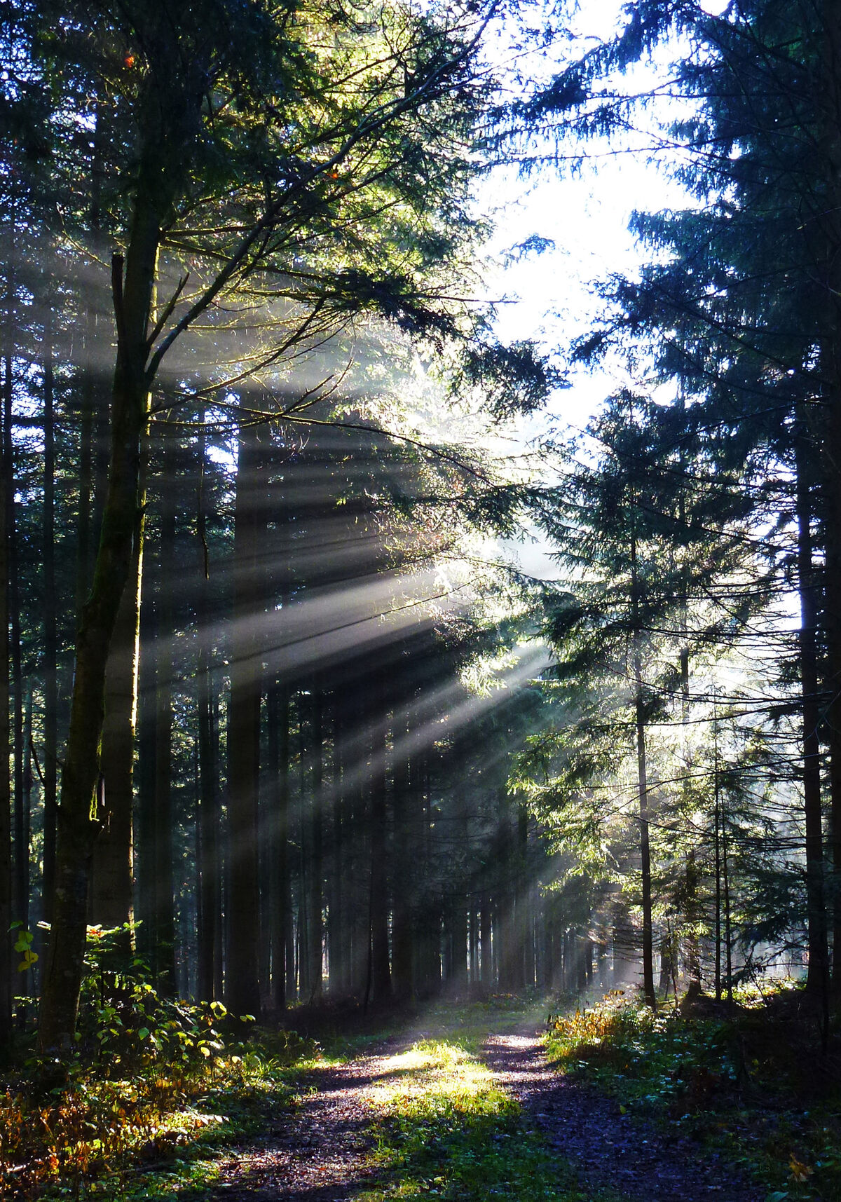 Sonnenstrahlen durchdringen die Baumkronen